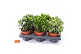 Crassula mix 6gts