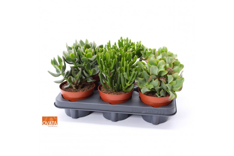 Crassula mix 6gts 