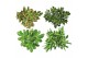 Crassula mix 6gts 