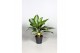 Aglaonema diamond bay Decorum 
