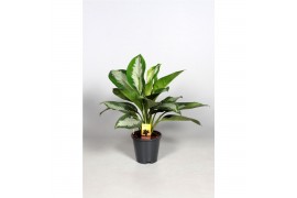 Aglaonema diamond bay Decorum
