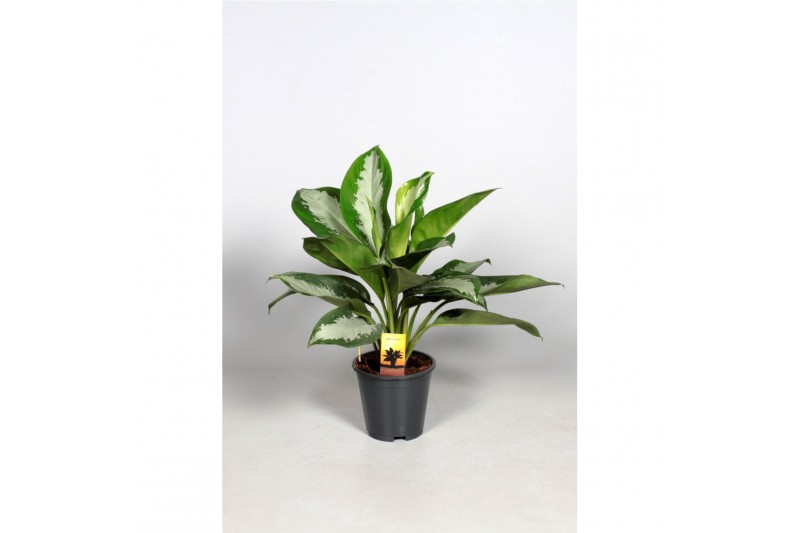 Aglaonema diamond bay Decorum 