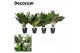 Aglaonema mix royal mix Decorum 