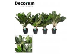 Aglaonema mix royal mix Decorum