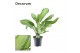 Aglaonema cleopatra Decorum 