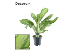 Aglaonema cleopatra Decorum