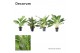 Aglaonema mix Decorum 