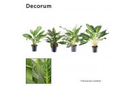 Aglaonema mix Decorum