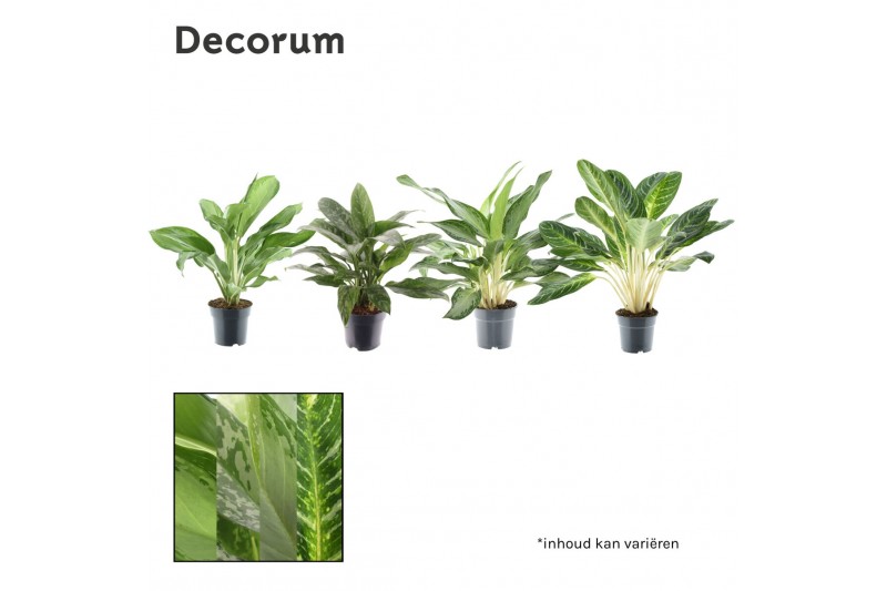 Aglaonema mix Decorum 