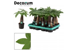 Pachira aquatica Pachira 9 cm trunk (Decorum)