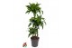 Dracaena fragr. compacta dorado 60-30-15 