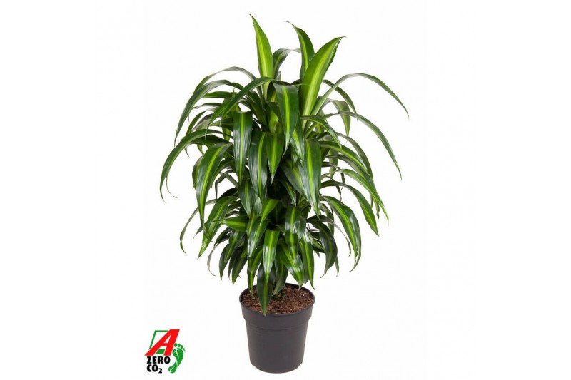 Dracaena fragr. hawaiian sunshine vertakt 