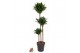 Dracaena fragr. compacta 90-60-30 