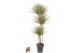 Dracaena marg. bicolor 90-60-30 