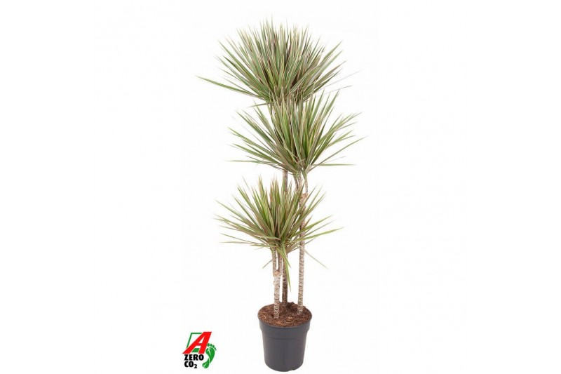 Dracaena marg. bicolor 90-60-30 