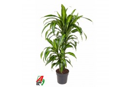 Dracaena fragr. hawaiian sunshine 45-15