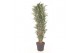 Dracaena fragr. der. warneckei Dracaena Warnckei vertakt P40 