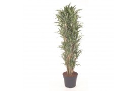 Dracaena fragr. der. warneckei Dracaena Warnckei vertakt P40