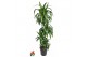 Dracaena fragr. hawaiian sunshine 90-60-30-15 