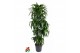 Dracaena fragr. hawaiian sunshine 120-carrousel 