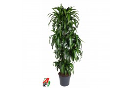 Dracaena fragr. hawaiian sunshine 120-carrousel