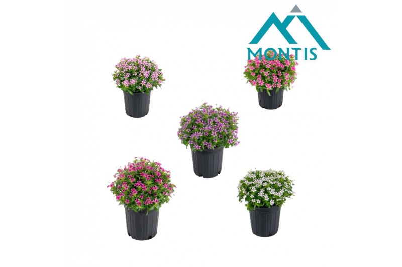 Catharanthus roseus Mixtray 