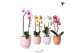 Phalaenopsis elegant cascade 1 tak niagara fall mix in glazed pot mix  