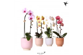 Phalaenopsis elegant cascade 1 tak niagara fall mix in glazed pot mix 