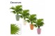 Livistonia rotundifolia in carly dream spirit decorum 