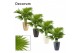 Livistonia rotundifolia in carly neo architect decorum 