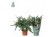 Phlebodium blue star Air So Pure 