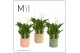 Spathiphyllum chopin 8+ bloem - Liam keramiek, Craft world - Essential 
