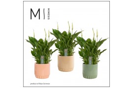 Spathiphyllum chopin 8+ bloem - Liam keramiek, Craft world - Essential