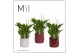 Spathiphyllum chopin 8+ bloem - Liam keramiek, Rich Love - Essential 