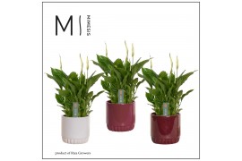 Spathiphyllum chopin 8+ bloem - Liam keramiek, Rich Love - Essential