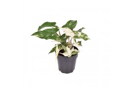 Syngonium podophyllum albo variegata