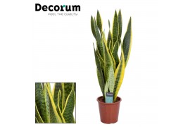 Sansevieria trifasciata laurentii Sansevieria Laurentii (Decorum) 3 pp