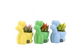 Arrangementen kamerplanten 31579: Love school arrangement 1 pp
