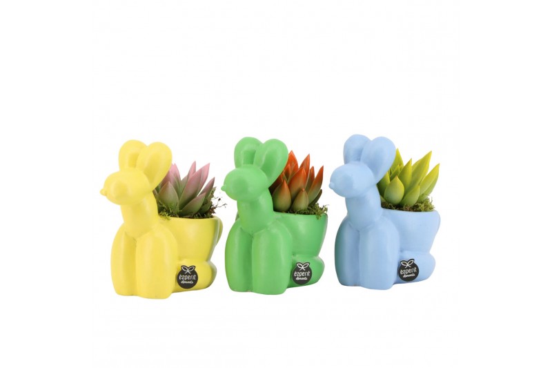 Arrangementen kamerplanten 31579: Love school arrangement 1 pp Arrangementen kamerplanten 31579: Love school arrangement 1 pp