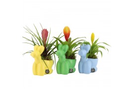 Arrangementen kamerplanten 31578: Love school arrangement 1 pp
