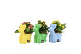 Arrangementen kamerplanten 31577: Love school arrangement 1 pp