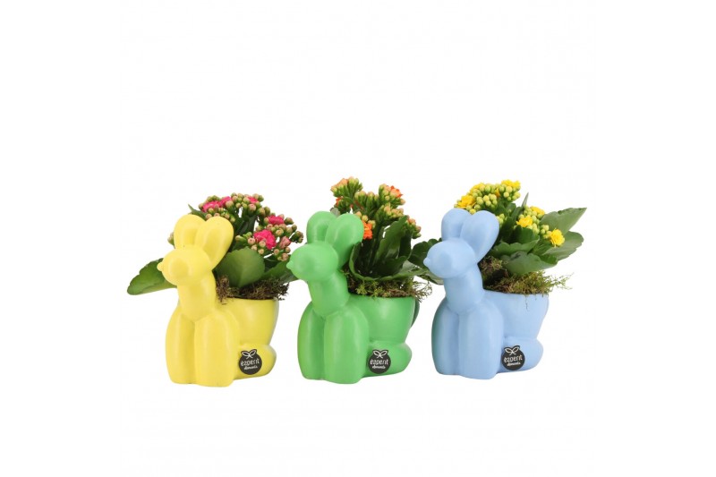 Arrangementen kamerplanten 31577: Love school arrangement 1 pp Arrangementen kamerplanten 31577: Love school arrangement 1 pp