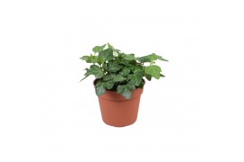 Hedera helix wonder 6pp - 5-8cm Rank