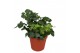 Hedera green wave helix 7pp - 5-8cm Rank 