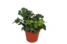 Hedera green wave helix 7pp - 5-8cm Rank