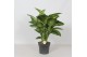 Dieffenbachia seguine reeva 