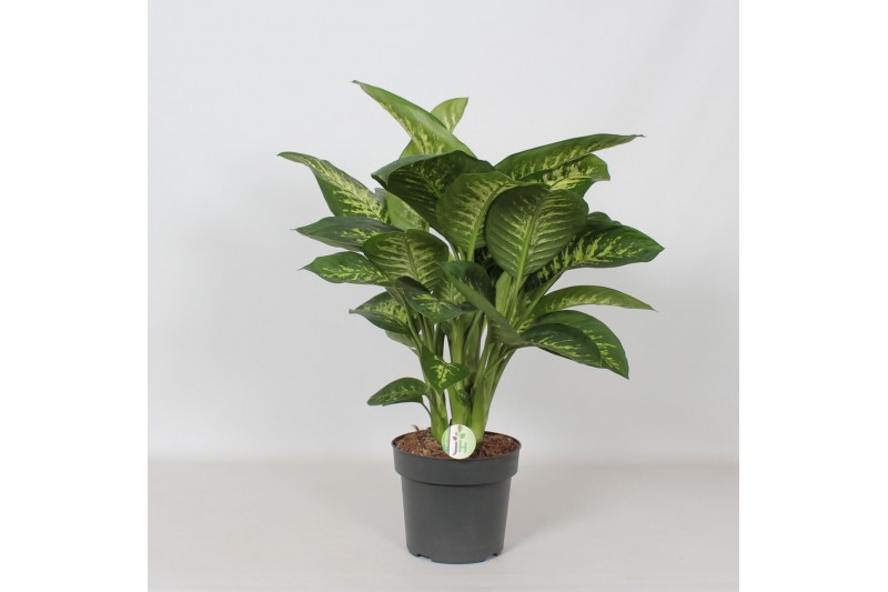 Dieffenbachia seguine reeva 