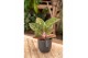 Aglaonema red sprinkles 