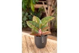 Aglaonema red sprinkles