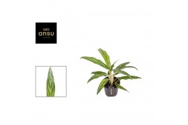 Aglaonema sunray green